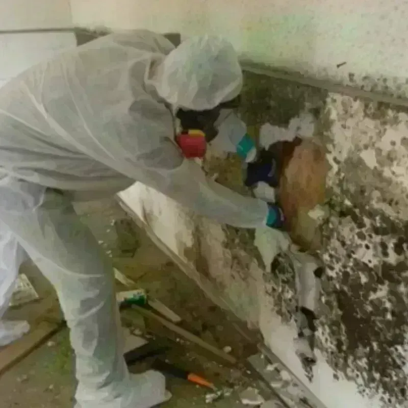 Mold Remediation and Removal in Collegeville, MN